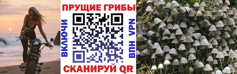 Галлюциногенные грибы Magic Shrooms  darknet Telegram  Игра 